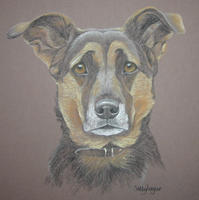 Collie_Cross_Meg-bb.jpg