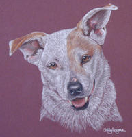 cross breed Lucky bb jpg