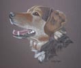 cross breed jacko c jpg